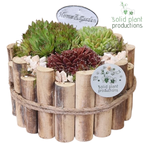 SMP010 Milano Large Sempervivum