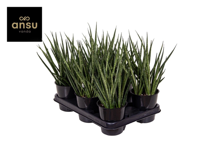 <h4>Sansevieria Comet Kichaka</h4>