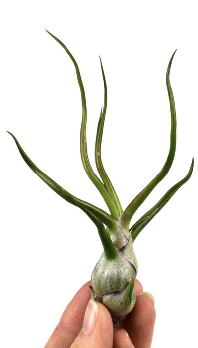 <h4>tillandsia bulbosa</h4>