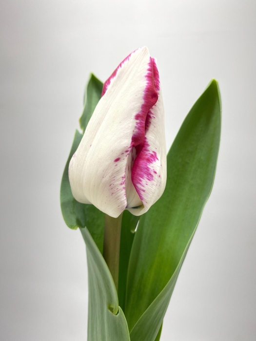 <h4>Tu En Coastline</h4>