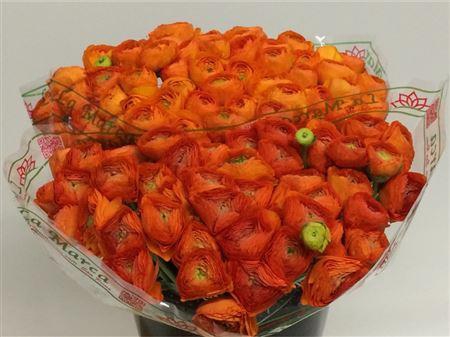 Ran Su Sr Mandarino Orange 1a