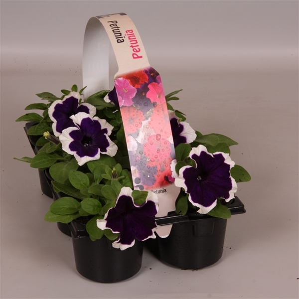 Petunia blauw wit 6p