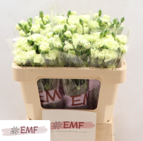 <h4>Di Tr Parsley</h4>