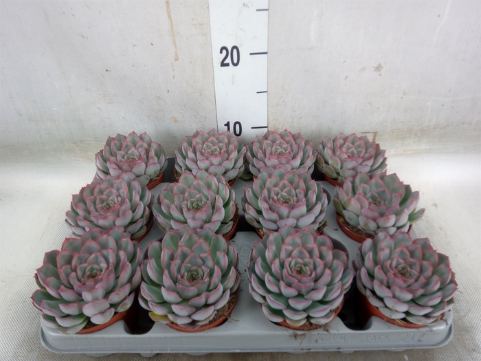 <h4>Echeveria  'Hercules'</h4>