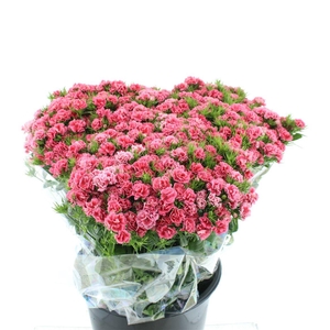 Di Barb Ball Doblino Salmon Super