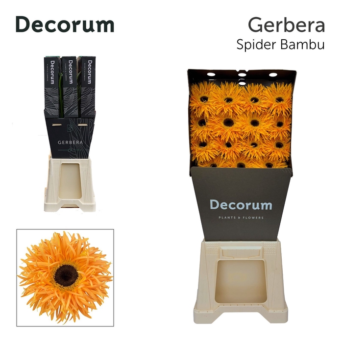 <h4>Gerbera Spider Bambu Diamond</h4>