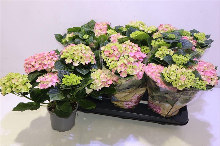 <h4>Hydr M Early Rosa</h4>