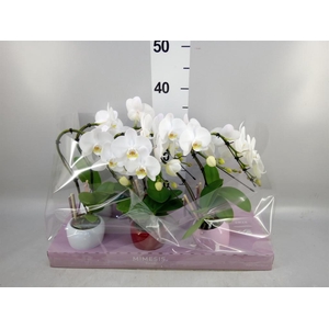 Phalaenopsis   ...white