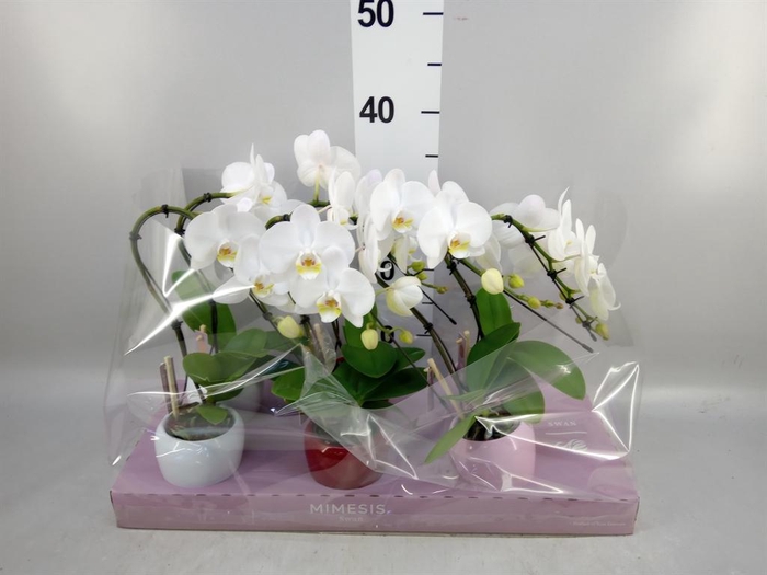 <h4>Phalaenopsis ...white</h4>