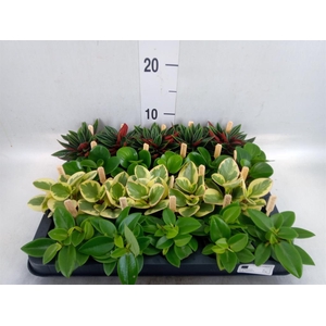Peperomia   ...mix