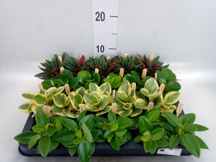 <h4>Peperomia   ...mix</h4>