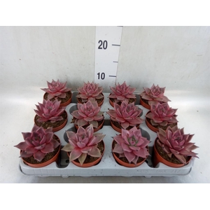 Echeveria  'Taurus'