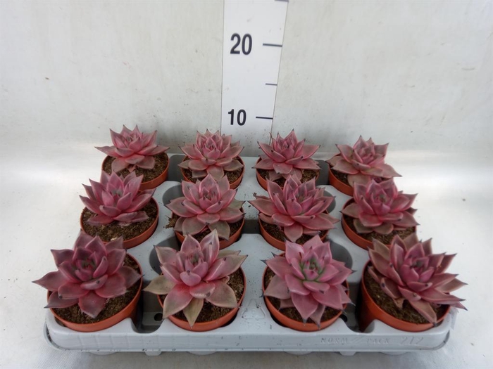 <h4>Echeveria  'Taurus'</h4>