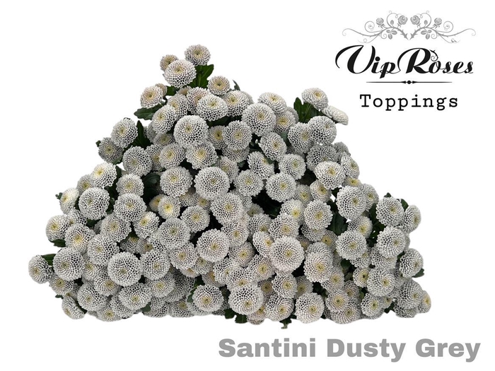 <h4>Chr S Dusty Grey</h4>