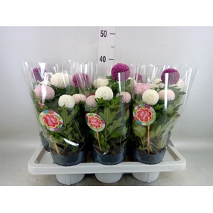 Chrysanthemum  'FlowPop'   ...mix