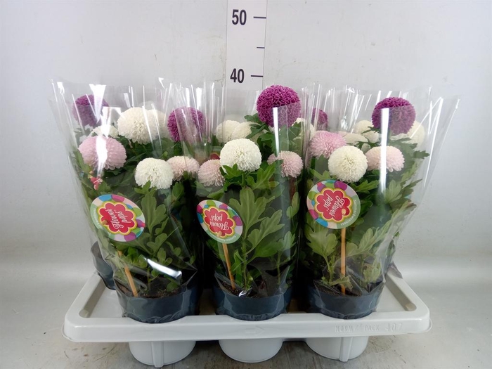 <h4>Chrysanthemum  'FlowPop'   ...mix</h4>