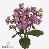 Kalanchoe taffy pink meadow