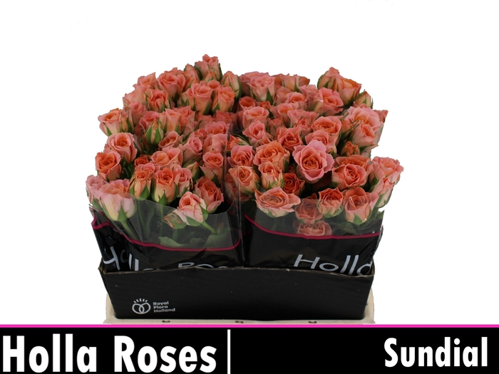 <h4>R Tr Sundial</h4>