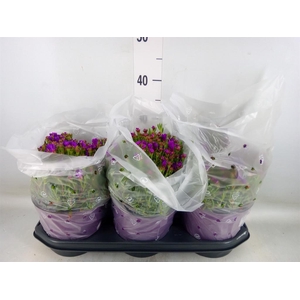 Dorotheanthus bellidiformis