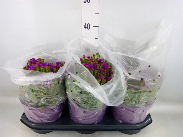 <h4>Dorotheanthus bellidiformis</h4>