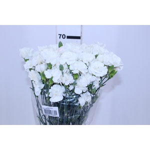 CRAVO SPRAY 070 CM BRANCO