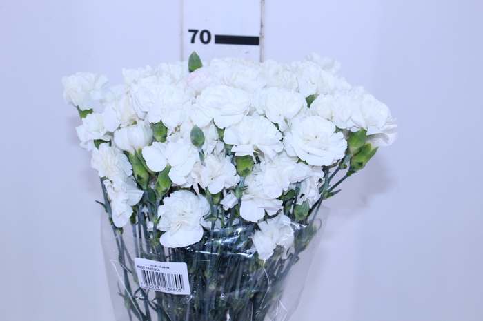 CRAVO SPRAY 070 CM BRANCO