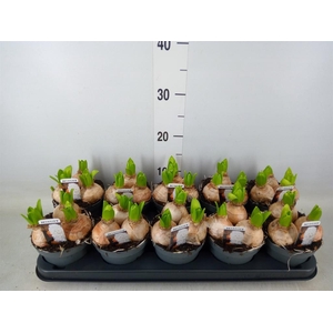 Hyacinthus orie. 'Pearl White'