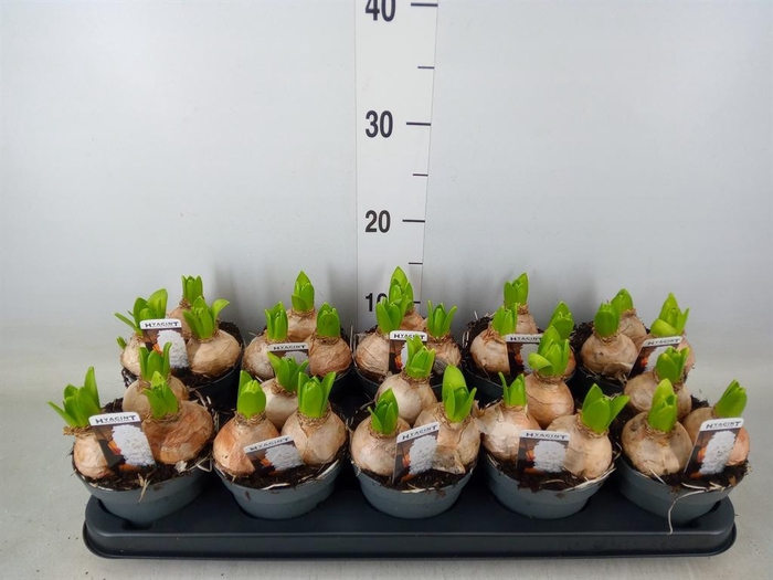 <h4>Hyacinthus orie. 'Pearl White'</h4>