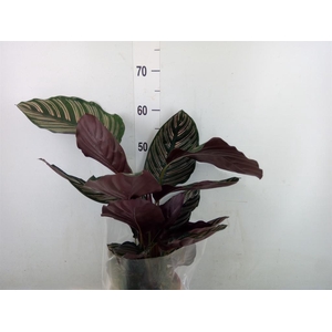 Calathea sanderiana