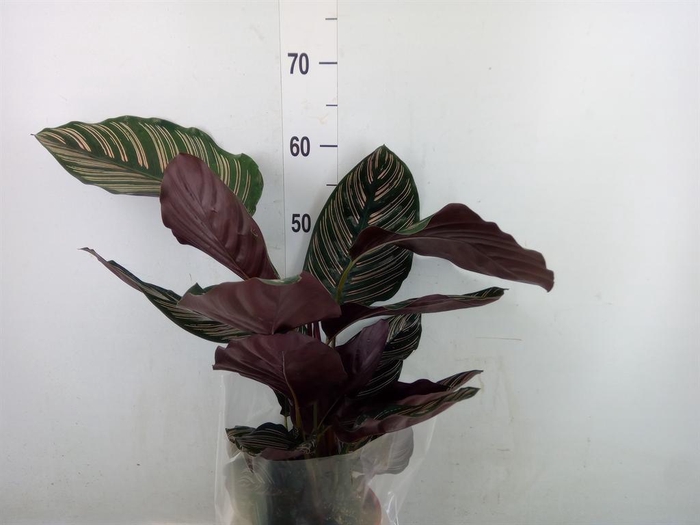 <h4>Calathea sanderiana</h4>