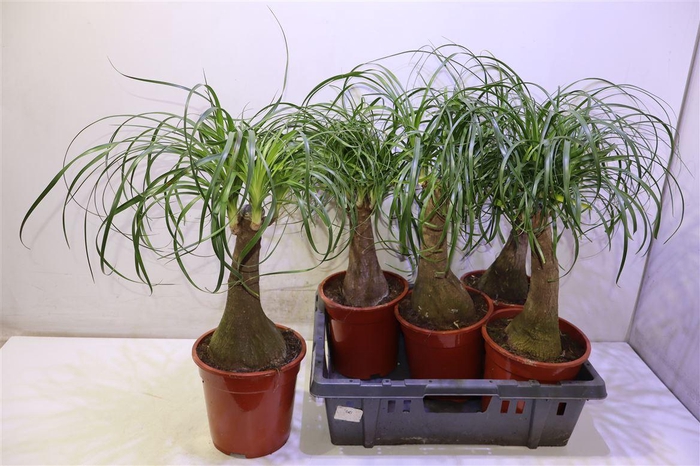 <h4>Beaucarnea Recur</h4>