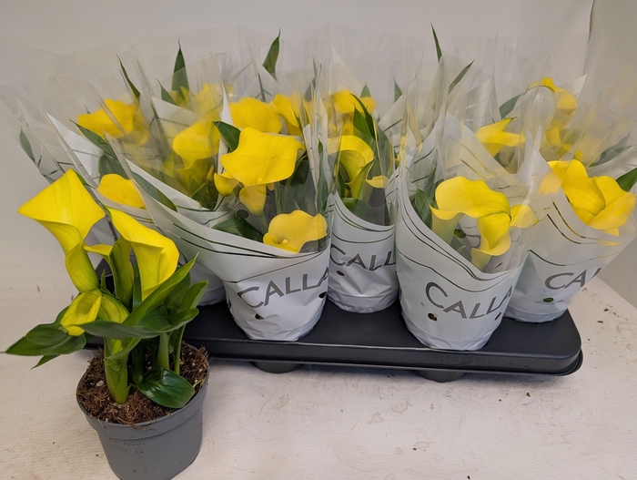 <h4>ZANT CAPT SOLO</h4>