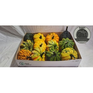 CUCURBITA SPACE MIX X12