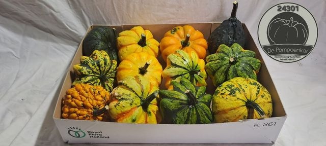<h4>CUCURBITA SPACE MIX X12</h4>
