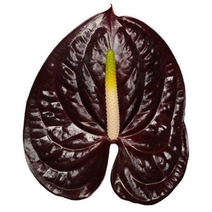 Anthurium Showtime