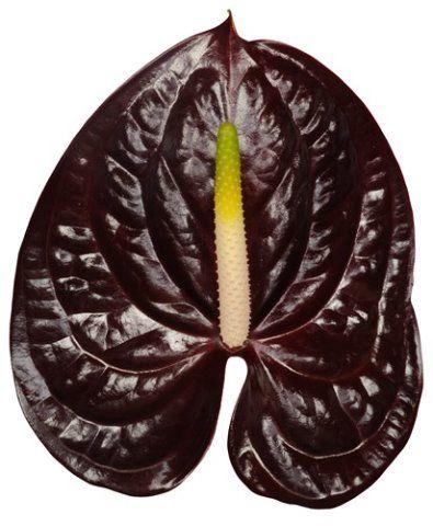 <h4>Anthurium Showtime</h4>