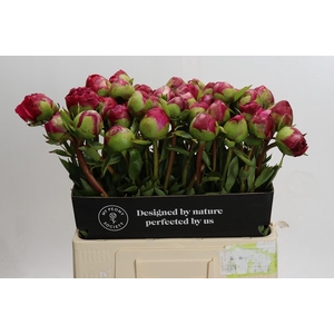 Paeonia Command Performance