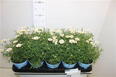 <h4>Arg La Rita C White</h4>