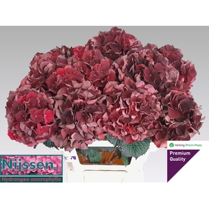 HYDR M MAG D RUBY CL