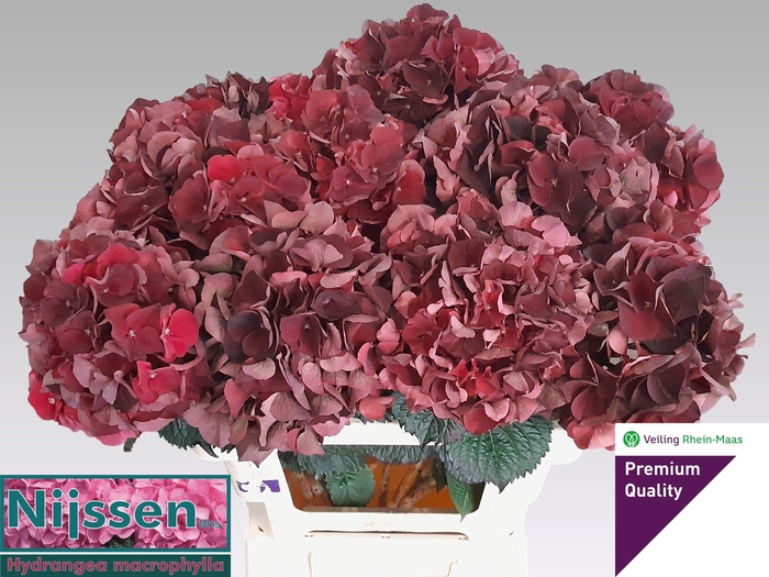 <h4>HYDR M MAG D RUBY CL</h4>