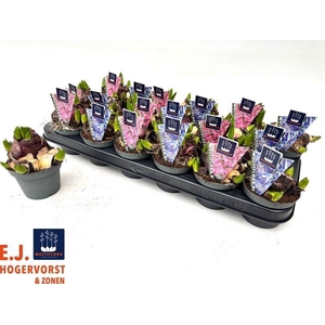 HYACIN MULT GEM 2 KL