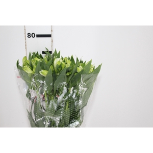 ALSTROEMERIA MISTRAL 080 CM