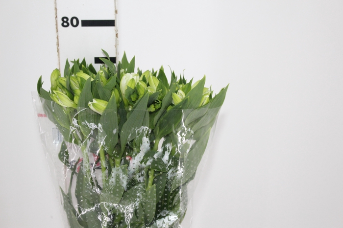 <h4>ALSTROEMERIA MISTRAL 080 CM</h4>