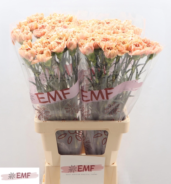 <h4>DI ST SAONA+</h4>