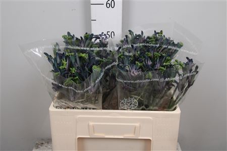 <h4>Anigoz Ov Green/blue</h4>