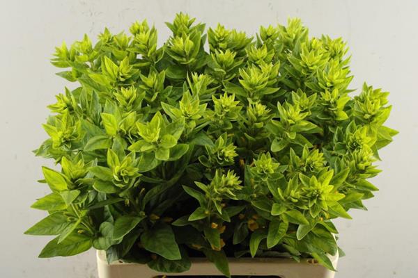 <h4>Lysimachia Punctata (gl)l 60 !</h4>