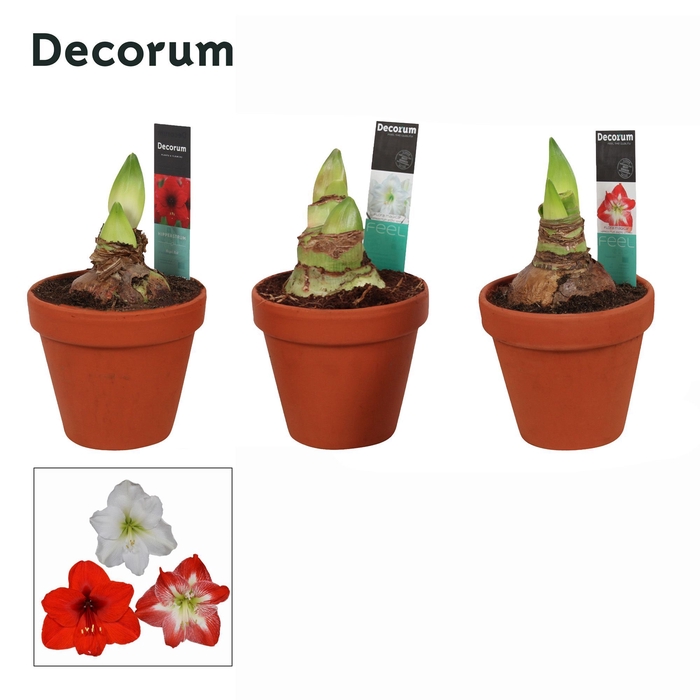 Amaryllis Mix 2 Knop Terracotta Steen OP (Decorum)
