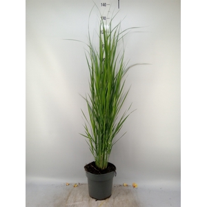 Panicum virgatum