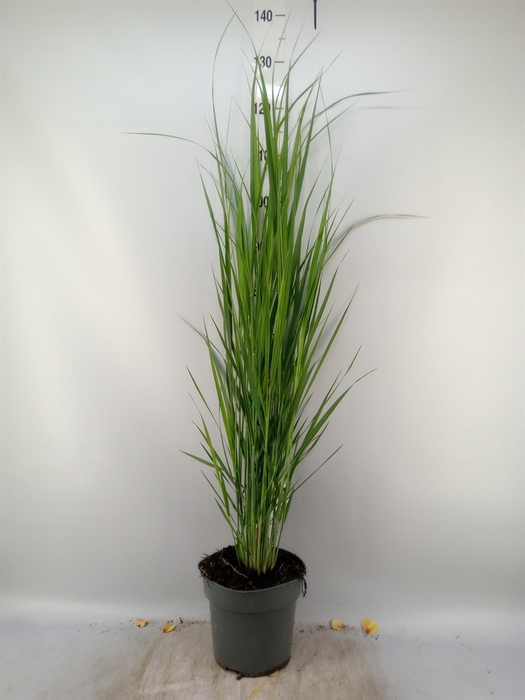 <h4>Panicum virgatum</h4>