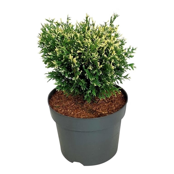 <h4>Thuja occ. 'Piccadilly'</h4>